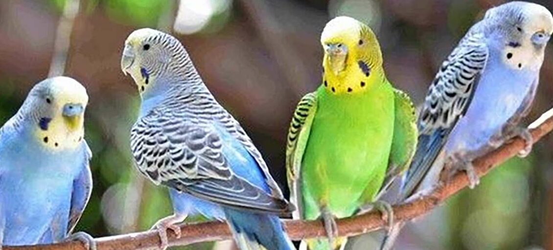 Hukum Sujud Tilawah Saat Mendengar Burung Membaca Ayat Sajadah
